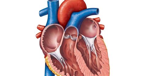 Unlabelled Heart Diagram Human Anatomy