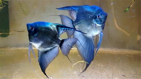 🔵 7 Jenis Ikan Hias Air Tawar Yang Bentuknya Lucu Dan Mudah Di Pelihara