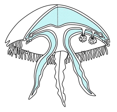 Jellyfish Anatomy Diagram Quizlet