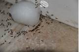 Poison To Kill White Ants Photos