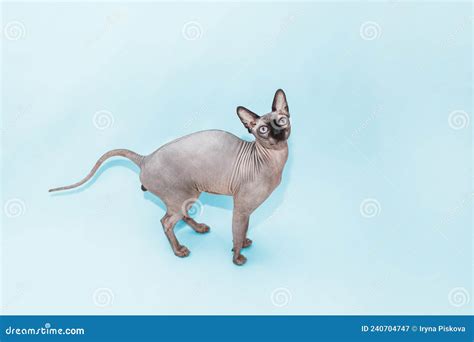 Cat Breed Canadian Sphynx On A Blue Background Stock Image Image Of