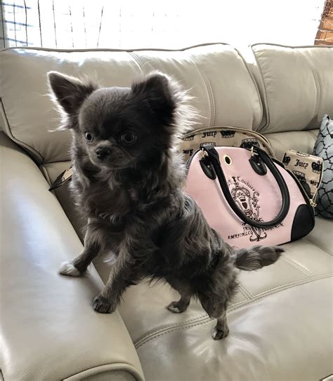 Mimi Is Lilac Longhair Chihuahua From Las Vegas Tiny Chihuahua