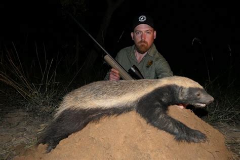 Hunting Honey Badger In South Africa Somerby Safaris