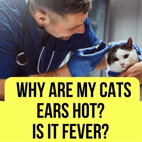 Why Are My Cats Ears Hot 5 Causes And Symptoms Oxford Pets