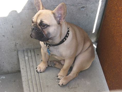French bulldogs have erect bat ears and a charming, playful disposition. a french bulldog in san diego | Flickr - Photo Sharing!