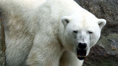 ‘pizzly Bears Climate Change To Thank For Grizzly Polar Bear Hybrid