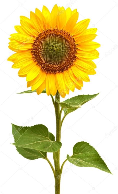 Sunflower — Stock Photo © Ian2010 35645735