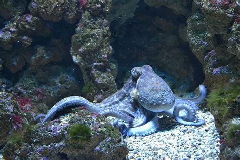 Hd Wallpaper Brown Octopus Under The Sea Fish Water Aquarium