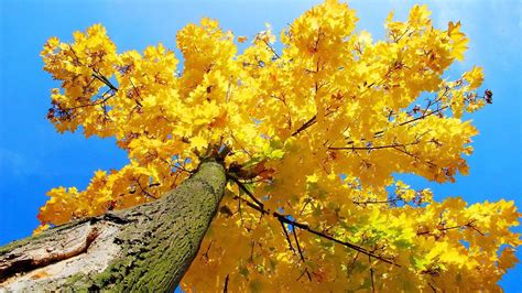 Yellow Tree Hd Wallpapers Wallpaper Cave