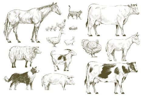 Illustration Drawing Style Of Farm Animals Collection Download Free