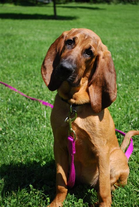Bloodhound Information Dog Breeds At Thepetowners