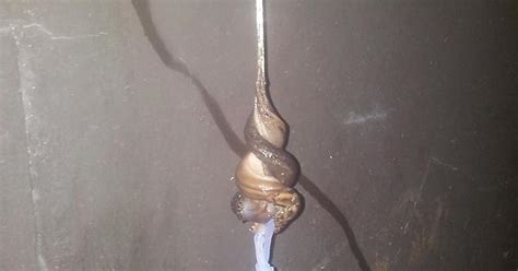 I Got To Witness Snails Having Sex Album On Imgur