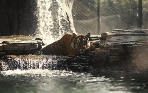 Tiger Predator Waterfall Lake Wild Animals Hd Wallpaper Peakpx