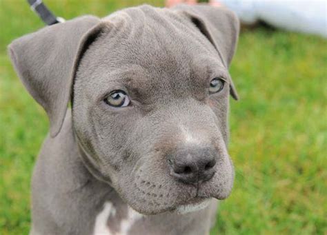 Such A Beautiful Pit Puppy Blue Nose Pitbull Puppies Pitbull