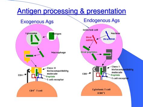 Ppt Antigens Powerpoint Presentation Free Download Id5475108