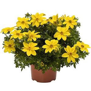 Administration officials have said the jobs and. Bidens ferulifolia Bidy Gonzales Big | Lucas Greenhouses