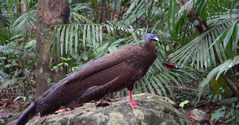 Asia has some of the most diverse and unique wildlife species native to any of the world's continents. Unique Animal In Indonesia: Unique Animals In Indonesia