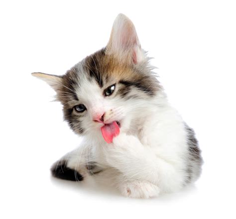This is the method that you can grooming cats in professional care. Can't a Kitty Lick Himself in Peace? - Catster