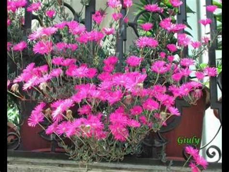 Nomi di fiori e piante. Le mie piantine grasse - Piante Succulente - Il Guardiano ...