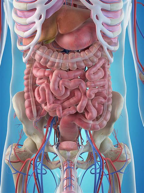 Human Male Anatomy Internal Organs Model Human Body Internal Organs