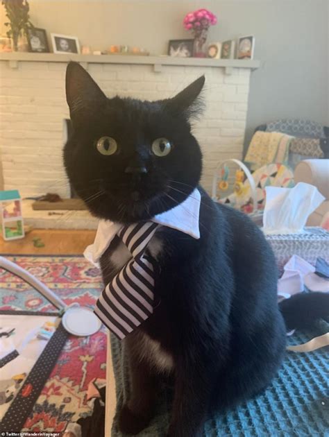 Cat Owners Share Hilarious Snaps Of Their Felines Working From Home