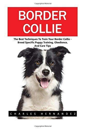 Border Collie The Best Techniques To Train Your Border Collie Breed