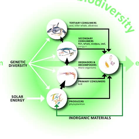 1 Biodiversity Is The Web Of Life This Pictorial Representation