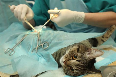 Surgical Sterilization Of Cat Stock Photo Image Of Banian Cutting
