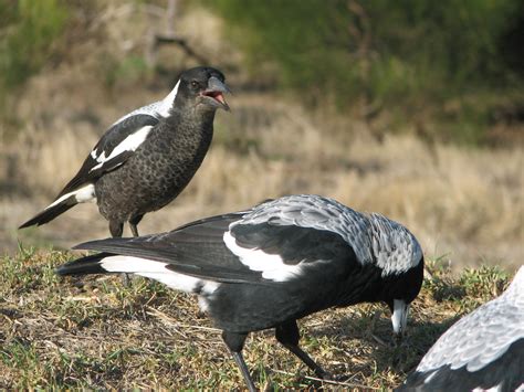 Australian Magpies Victor Harbor South Australia Trevors Birding