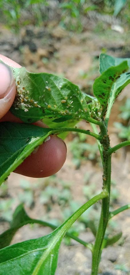 Cara Mencegah Membasmi Dan Menanggulangi Hama Thrips Cabok Kutu