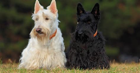 Scottish Terrier Pictures Az Animals
