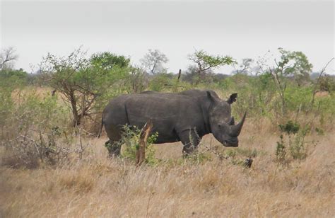 Thetravelingteacher Kruger National Park Mpumalanga South Africa