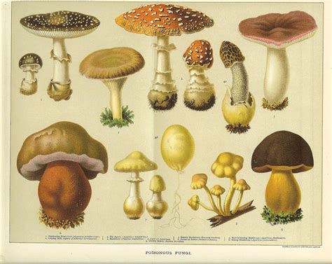 Pin By Karen Marie On Fungi Antique Prints Stuffed Mushrooms Poster