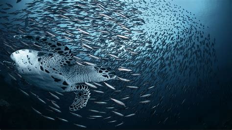 Hình nền động vật dưới nước rùa sinh học đại dương làn sóng