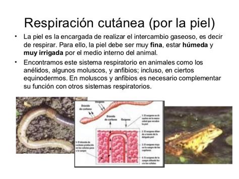 Encuentran en ambientes bastante hmedos e incluso acuticos, esto a pesar de que algunos cuenten con pulmones. Animales con respiración CUTÁNEA - características y ejemplos