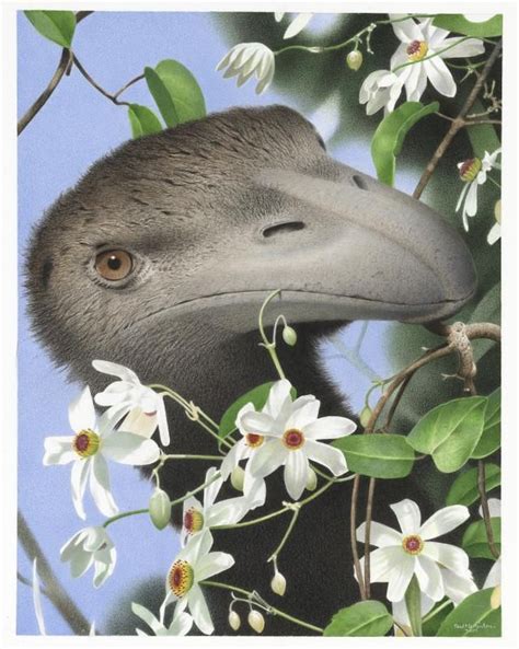 Object North Island Giant Moa Dinornis Novaezealandiae From The