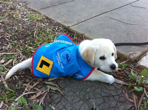 Guide Dog In Training Aww