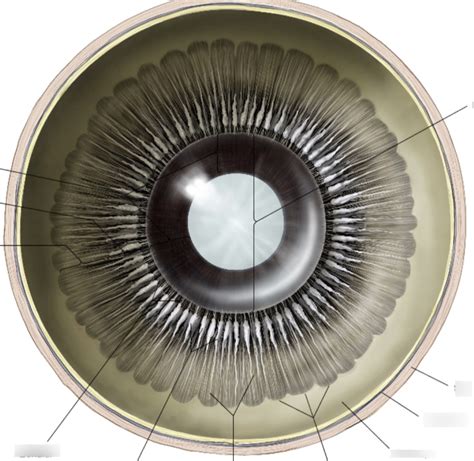 Posterior View Of The Iris Ciliary Body And Muscles Ora Serrata