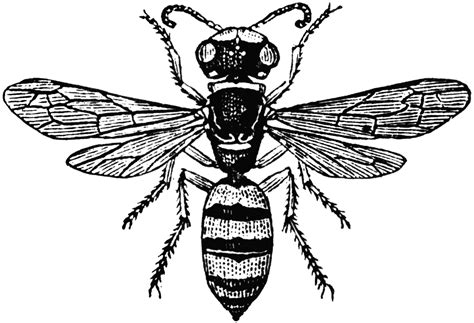 Wasp Clipart Etc