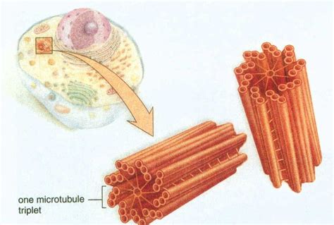 Estructura De Los Centriolos