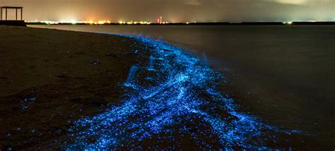 Bioluminescent Plankton Maldives Kuoni Travel