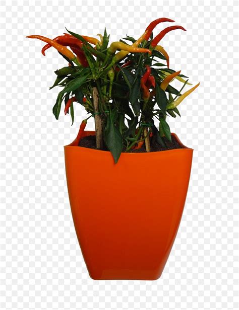 Flowerpot Vase Orange Houseplant Png 800x1067px Flowerpot Arecaceae