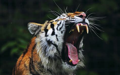 Animals Tiger Open Mouth Nature Big Cats Hd Wallpaper Rare Gallery