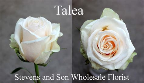 Talea Photo Credit Allison Linder Rose Wholesale Florist Rose