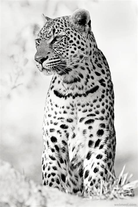 Animal Black And White Photography By Rudi Hulshof 24 Preview