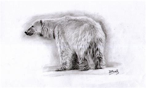 Polar Bear Drawing At Explore Collection Of Polar