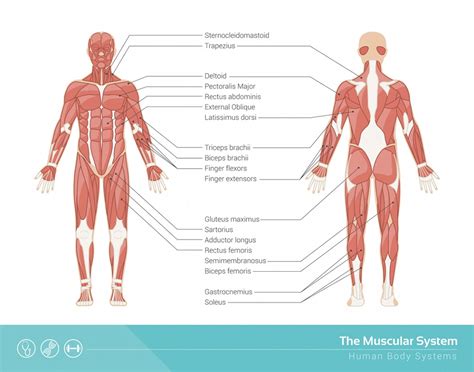 This is a table of muscles of the human anatomy. Muscular System - Definition, Function and Parts | Biology ...