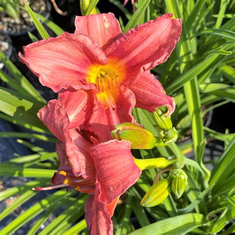 Hemerocallis ‘rosy Return Daylily Cavanos Perennials