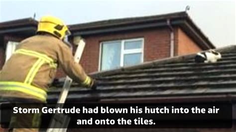 rabbit rescue storm gertrude blows hutch onto roof youtube