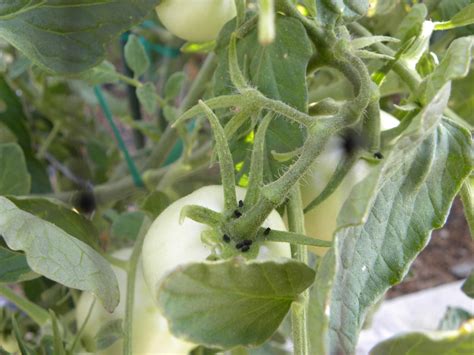 Tomato plants are part of the nightshade family and the leaves and stems can be toxic. Diane's Texas Garden: Tomato Worms